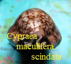 Cypraea maculifera scindata, Lorenz 2002